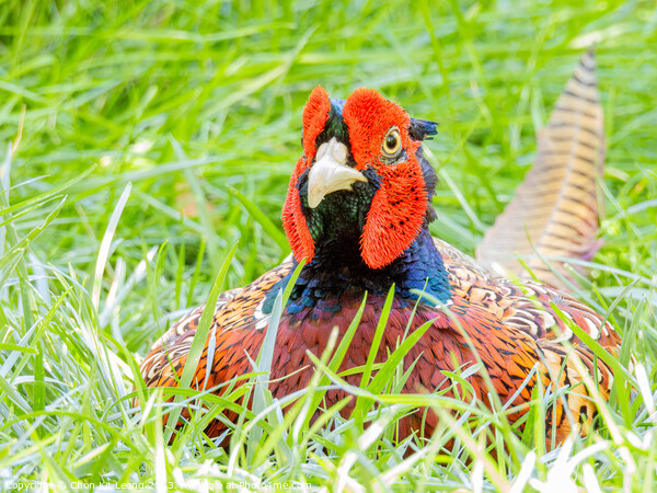 Close up shot of cute Common pheasant Picture Board by Chon Kit Leong