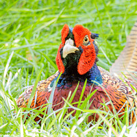 Buy canvas prints of Close up shot of cute Common pheasant by Chon Kit Leong