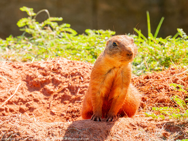 Close up shot of cute Prairie dog Picture Board by Chon Kit Leong