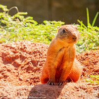 Buy canvas prints of Close up shot of cute Prairie dog by Chon Kit Leong