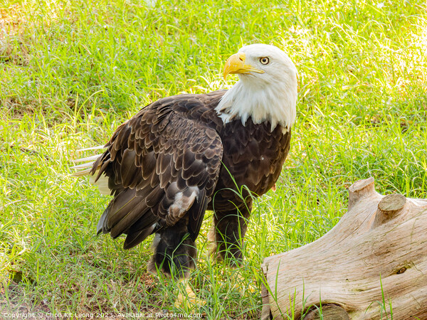 Close up shot of cute Bald eagle Picture Board by Chon Kit Leong