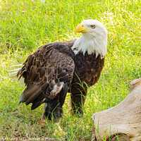 Buy canvas prints of Close up shot of cute Bald eagle by Chon Kit Leong