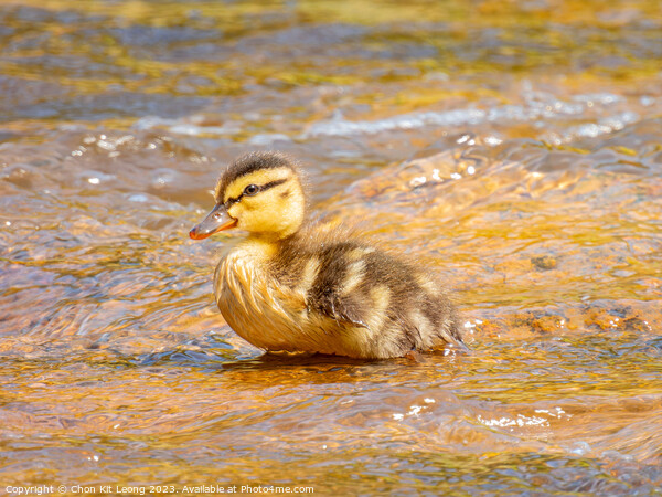 Close up shot of baby duck Picture Board by Chon Kit Leong