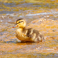 Buy canvas prints of Close up shot of baby duck by Chon Kit Leong