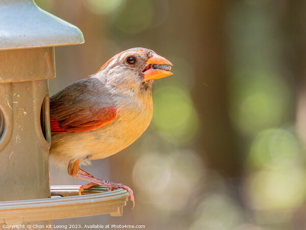 Close up shot of cute Northern cardinal Picture Board by Chon Kit Leong