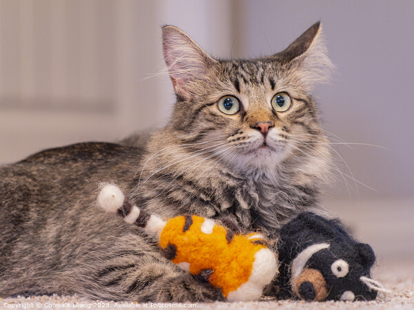 Close up shot of a cute young Maine Coon mixes with dolls Picture Board by Chon Kit Leong