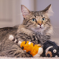 Buy canvas prints of Close up shot of a cute young Maine Coon mixes with dolls by Chon Kit Leong