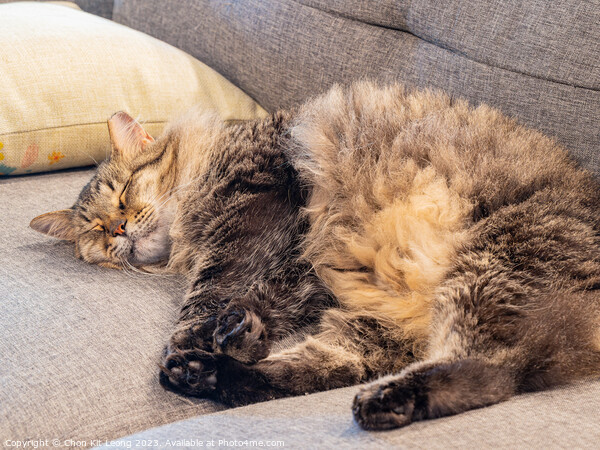 Close up shot of a cute young Maine Coon mixes sleeping Picture Board by Chon Kit Leong