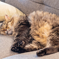 Buy canvas prints of Close up shot of a cute young Maine Coon mixes sleeping by Chon Kit Leong