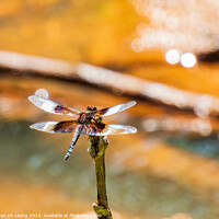 Buy canvas prints of Close up shot of Dragonfly on ground by Chon Kit Leong