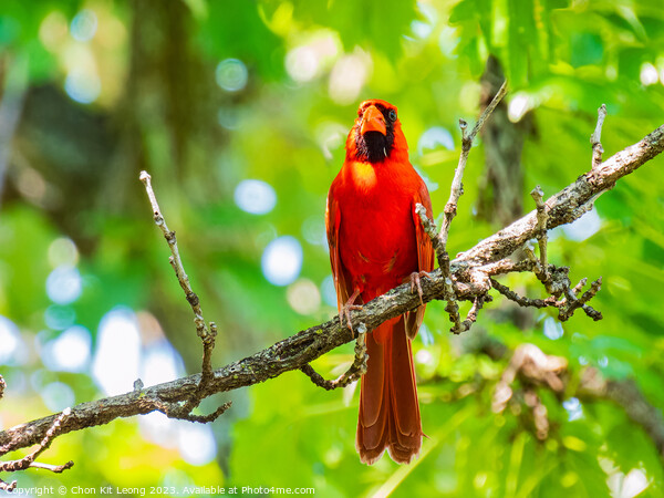 Close up shot of Northern cardinal singing on tree branch Picture Board by Chon Kit Leong