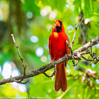 Buy canvas prints of Close up shot of Northern cardinal singing on tree branch by Chon Kit Leong