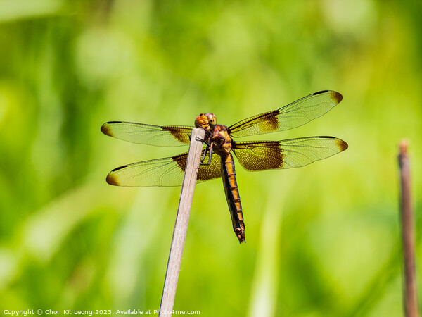 Close up shot of Dragonfly on ground Picture Board by Chon Kit Leong