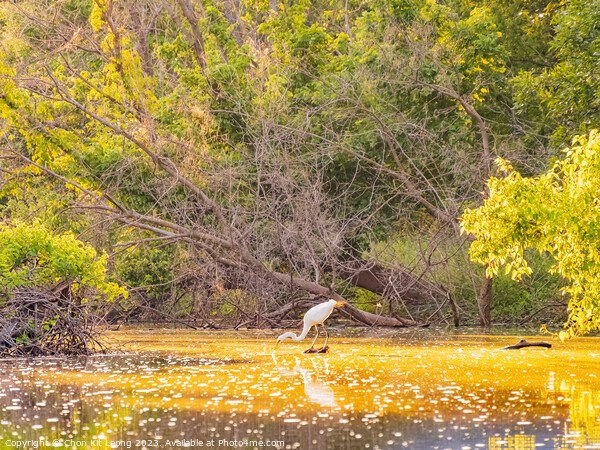 Close up shot of Great egret catching fish in Lake Overholser Picture Board by Chon Kit Leong