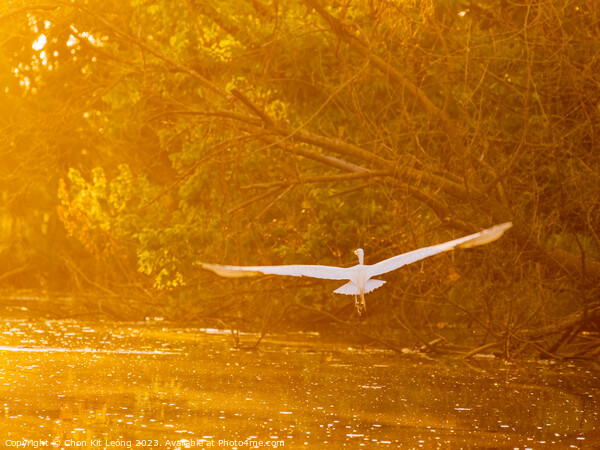 Close up shot of Great egret flying in Lake Overholser Picture Board by Chon Kit Leong