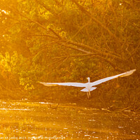 Buy canvas prints of Close up shot of Great egret flying in Lake Overholser by Chon Kit Leong