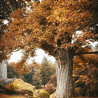 Buy canvas prints of Autumn at Blair Castle by Jaymes Harris