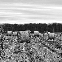 Buy canvas prints of "Hay Bales In Ohio (B&W)" by Jerome Cosyn