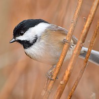 Buy canvas prints of "Contemplative Chickadee" by Jerome Cosyn