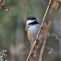 Buy canvas prints of "Posing Chickadee"           by Jerome Cosyn