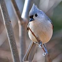 Buy canvas prints of "Posing Tufted Titmouse" by Jerome Cosyn