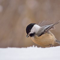 Buy canvas prints of Chickadee Dining In The Snow by Jerome Cosyn