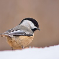 Buy canvas prints of Chickadee In Snow by Jerome Cosyn