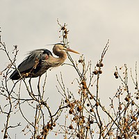 Buy canvas prints of Ruminating Heron by Jerome Cosyn
