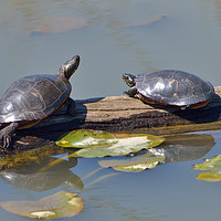 Buy canvas prints of Torpid Turtles by Jerome Cosyn