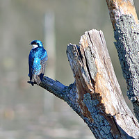 Buy canvas prints of Tree Swallow by Jerome Cosyn