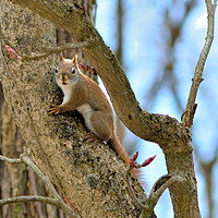 Buy canvas prints of Red-tailed Squirrel by Jerome Cosyn