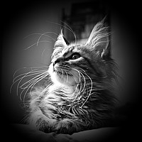 Buy canvas prints of More Whiskers Than Kitten by Christy Cunningham