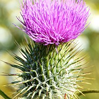 Buy canvas prints of Thistle by Christy Cunningham