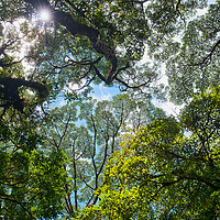 Buy canvas prints of Rainforest Canopy by Peter Walmsley