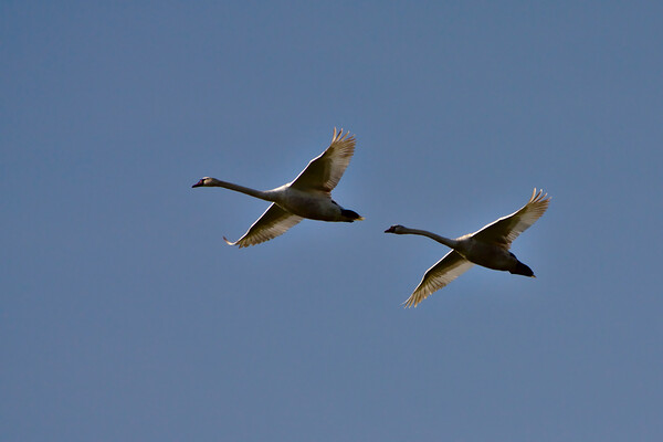Swans in Flight - a Flypast Picture Board by Jeremy Hayden