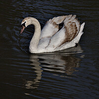 Buy canvas prints of Young Mute Swan by Jeremy Hayden