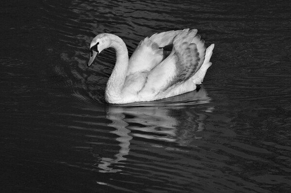 Young Mute Swan BW Picture Board by Jeremy Hayden