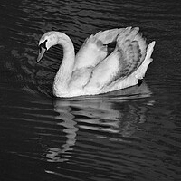 Buy canvas prints of Young Mute Swan BW by Jeremy Hayden