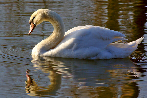 Swan in the Morning Light Picture Board by Jeremy Hayden