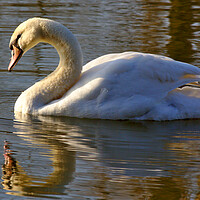 Buy canvas prints of Swan in the Morning Light by Jeremy Hayden