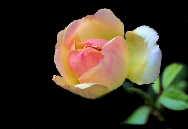 Pretty Pink and Yellow Rose on Black Picture Board by Jeremy Hayden