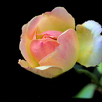 Buy canvas prints of Pretty Pink and Yellow Rose on Black by Jeremy Hayden