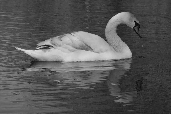 Swan on the Lake Monochrome Picture Board by Jeremy Hayden