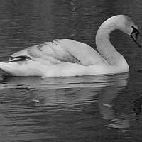 Buy canvas prints of Swan on the Lake Monochrome by Jeremy Hayden