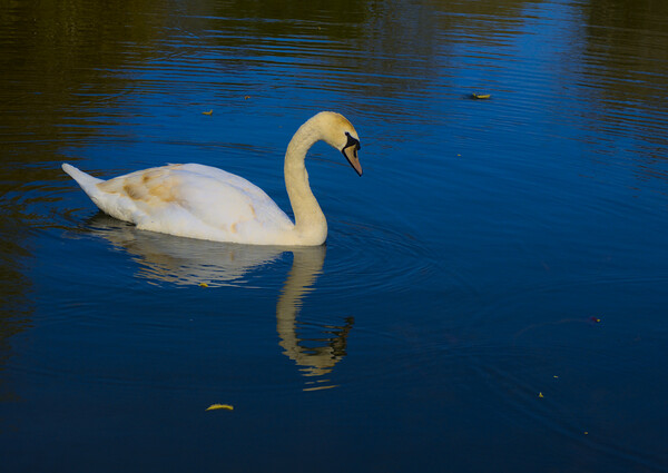 Swan on a Blue Lake Picture Board by Jeremy Hayden