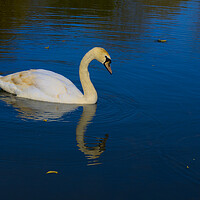 Buy canvas prints of Swan on a Blue Lake by Jeremy Hayden
