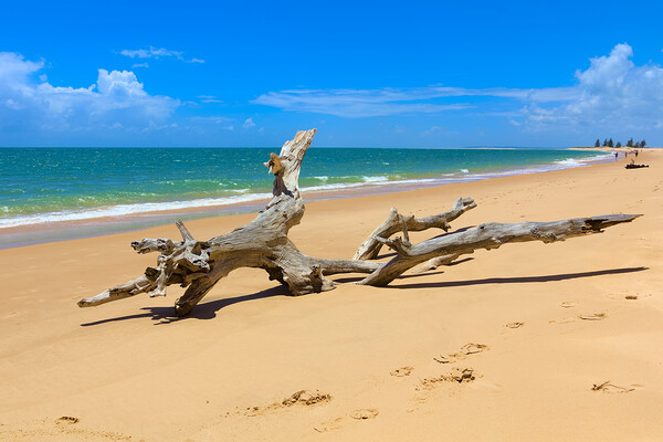 Driftwood Tree on Magaruque Island Beach Picture Board by Jeremy Hayden