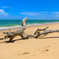 Buy canvas prints of Driftwood Tree on Magaruque Island Beach by Jeremy Hayden