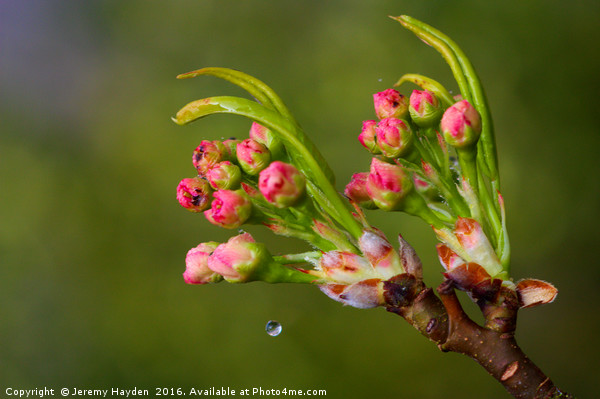 Cherry Blossoms and a Drop of Water Picture Board by Jeremy Hayden