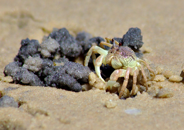 Crab on the Beach Picture Board by Jeremy Hayden